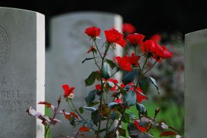 cemetery_roses[1]