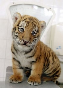 tigerbaby